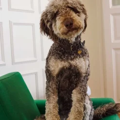 CHARM - FORGYLDT | SWEET PAW