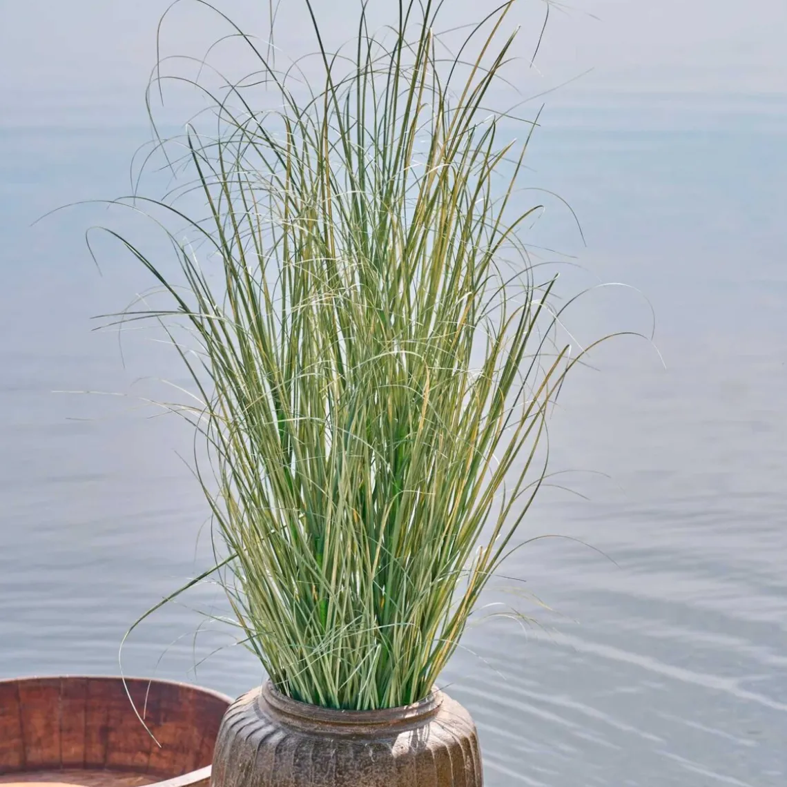 GRÆS I POTTE | LIGHT GREEN