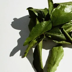 HAND CREME 30 ML | GRAPEFRUIT LEAF