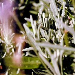 HAND CREME 30 ML | SAGE/ROSEMARY/LAVENDER