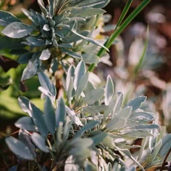 HAND/BODYSOAP 240 ML | SAGE/ROSEMARY/LAVENDER