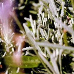 HAND/BODYSOAP 240 ML | SAGE/ROSEMARY/LAVENDER