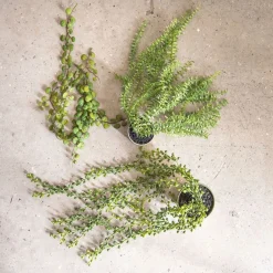 HÆNGEPLANTE 58 CM - GRØN