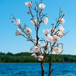 MAGNOLIA TRÆ 150 CM - HVID