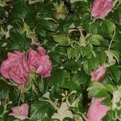 SEA SALT SCRUB 420 - VILDROSE