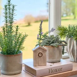 SUKKULENT I POTTE 13X20 CM