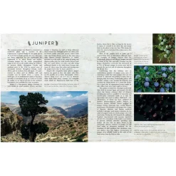 THE CURIOUS BARTENDER - GIN